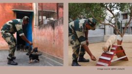 BSF training Dogs (File)
