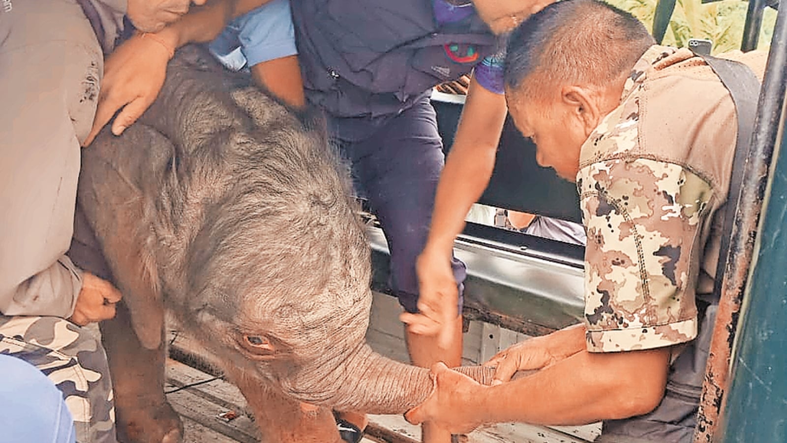 Rhino, bison, leopards found dead in flood waters, forest department reunites baby elephant with mother