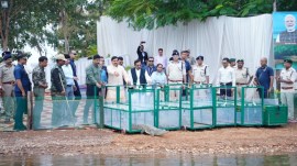 CM Mohan Yadav releases crocodiles — Anand story Nahargarh Biological Park, Rajasthan halts safari at Nahargarh Biological Park, tourist vehicle gets stuck in mud 20 feet from tiger, Rajasthan halts safari at Nahargarh Biological Park, Indian express news, current affairs