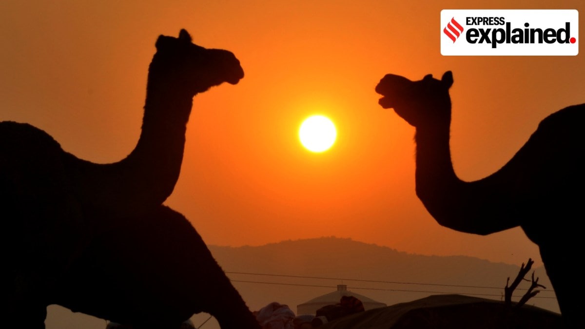 Camels for sale in a field in Pushkar at sunrise. (Express Photo by Rohit Jain Paras)
