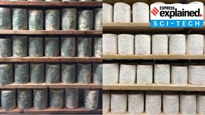 Study: Why green Bayley Hazen Blue cheese turned white