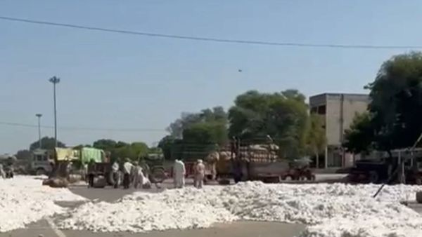 Cotton farmers (Express photo)