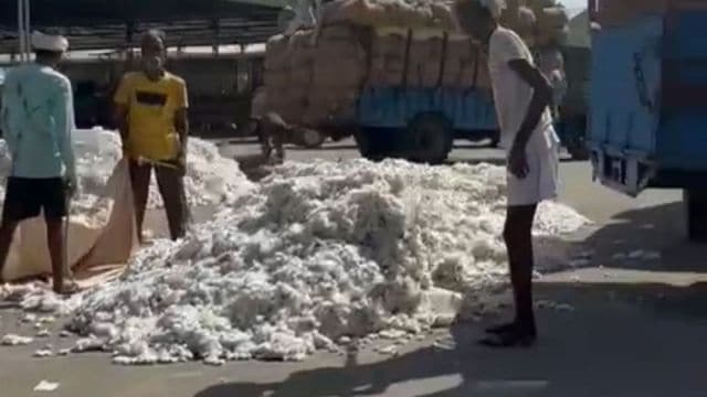 Cotton in Abohar Mandi (Express photo)