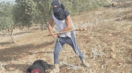 US journalist films Jewish settler attacking Palestinian woman during olive harvest in occupied West Bank
