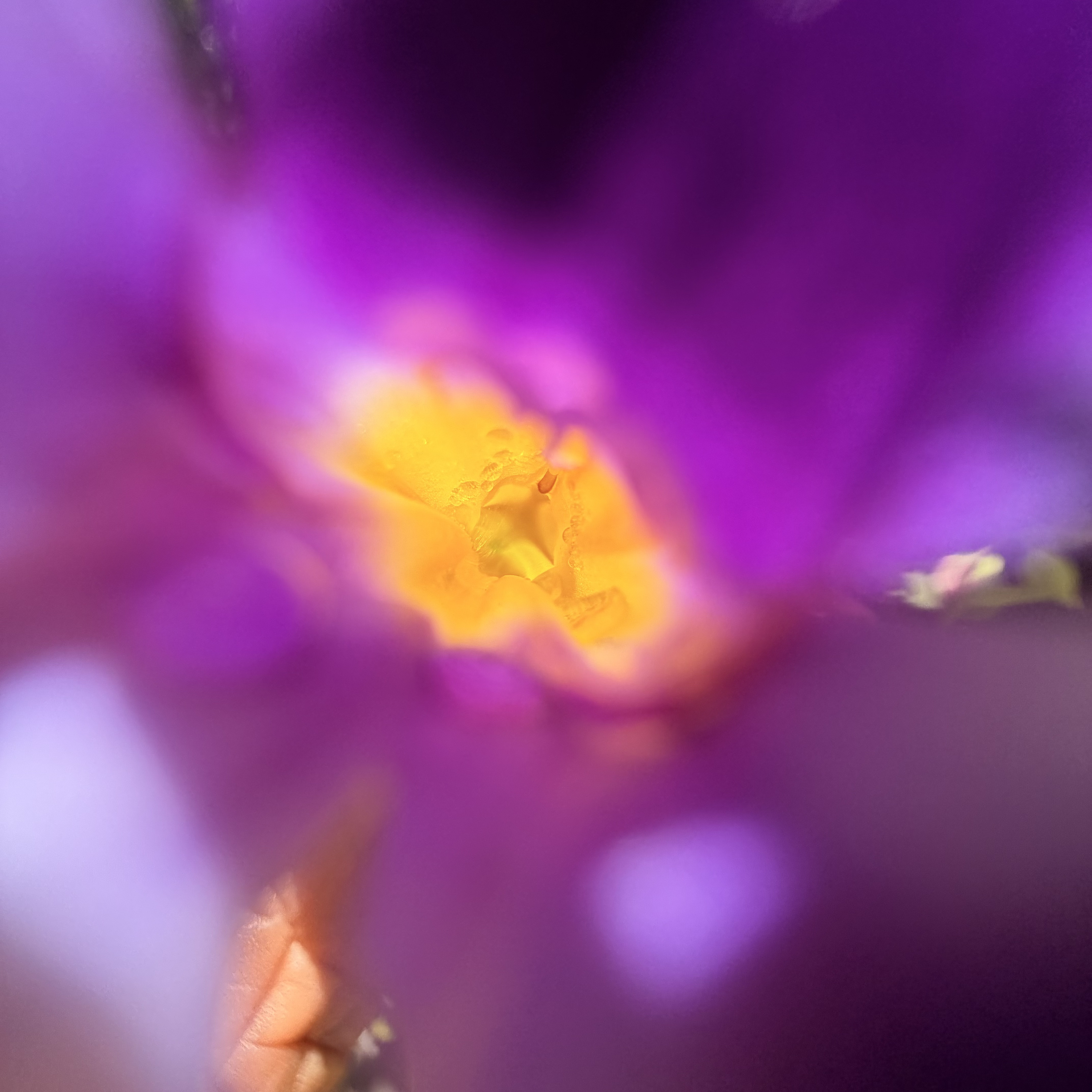 iPhone 17 Pro Max camera samples