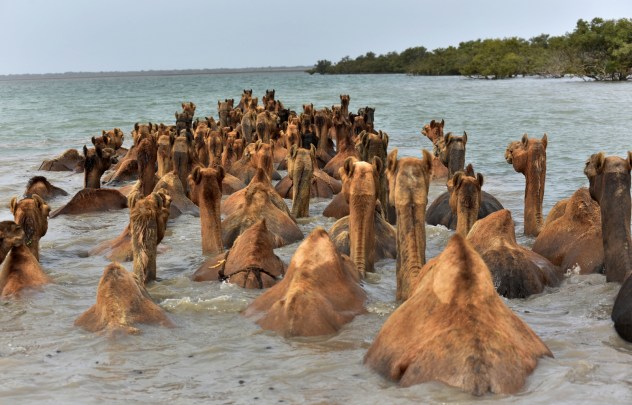 Kharai camel swimming in a mangrove in Kutch, Gujarat.  (Express Photo by Javed Raja)