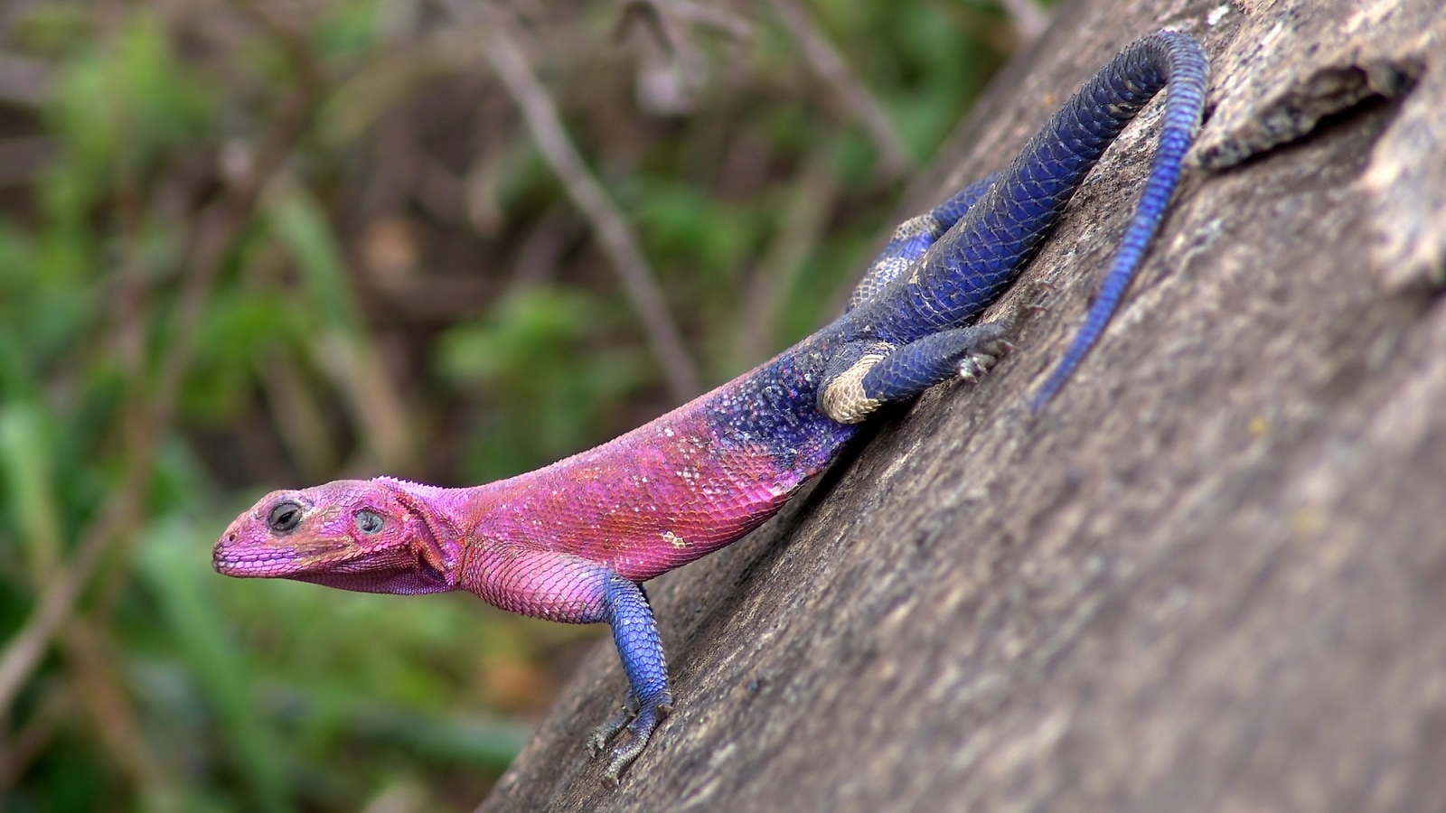 Mwanza flat-headed rock agama is nature’s real-life Spider-Man. Here’s why