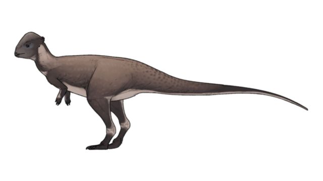 Montana dinosaur