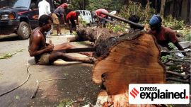 afforestation survival rate mumbai