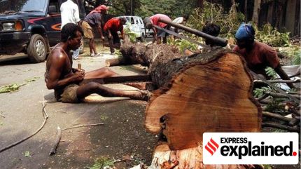 afforestation survival rate mumbai