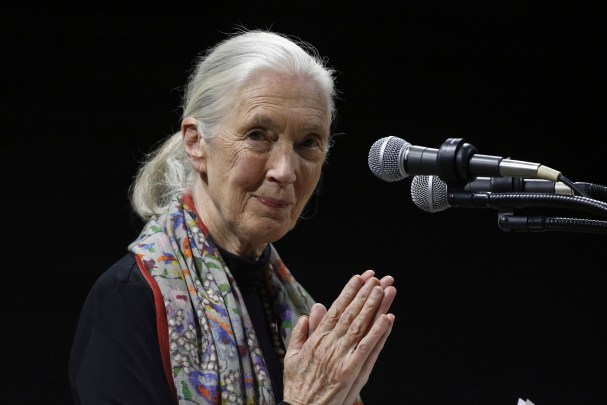 Conservationist and renowned chimpanzee researcher Jane Goodall dies at 91
