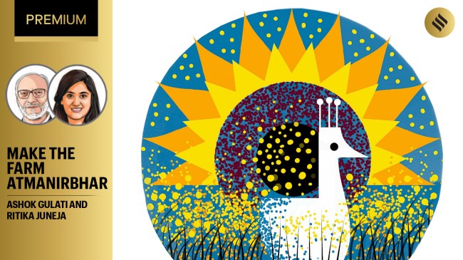 As nutrition is the central concern of regenerative agriculture, India must prioritise nutritional security by enhancing domestic production of pulses and oilseeds—crops that require fewer inputs and naturally fix nitrogen in the soil. To address this, the government has launched the Rs 11,440 crore ‘Mission for Aatmanirbharta in Pulses’ (2025–26 to 2030–31) — it aims to scale up domestic pulse production to 350 lakh tonnes. (C R Sasikumar)