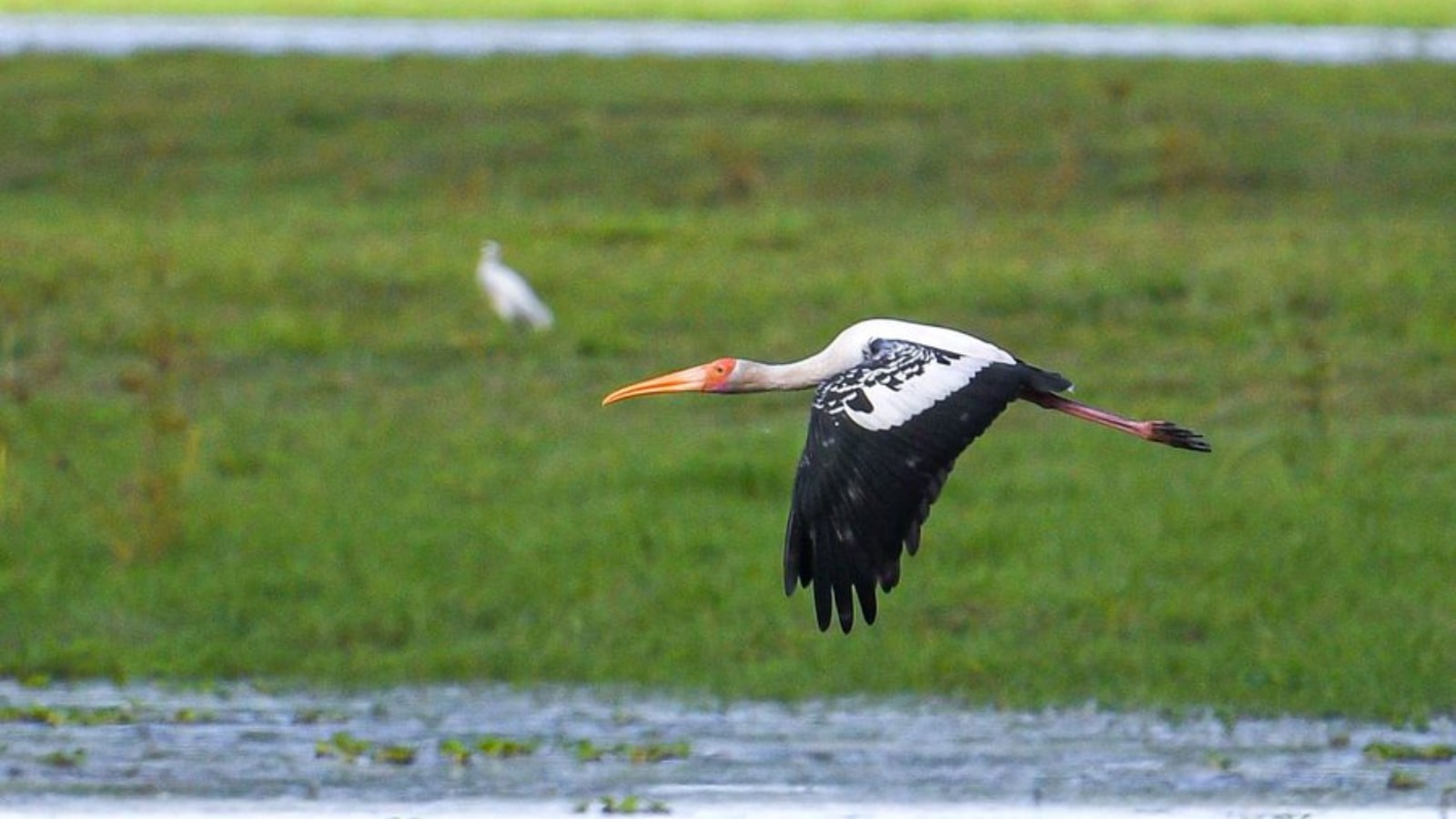 ‘Kaziranga welcomes an old guest’: Assam CM Himanta celebrates return of painted storks after 4 years