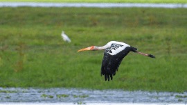 Painted storks in Assam