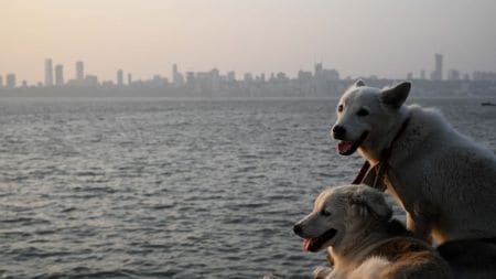 Dogs take rest on the parapet wall of Marine Drive as in the background smog covers the cityscape of Malabar Hill, in Mumbai on 12 October 2025. (Express photo by Sankhadeep Banerjee)