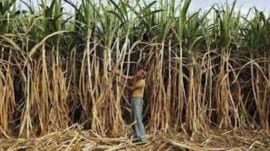 Photo – 2025-10-29T133335.709 The minister said Uttar Pradesh now has 122 operational sugar mills, the second-highest in the country after Maharashtra, though the mills in UP are larger in size.