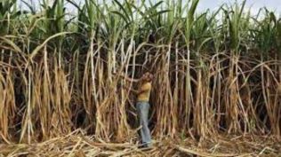 The minister said Uttar Pradesh now has 122 operational sugar mills, the second-highest in the country after Maharashtra, though the mills in UP are larger in size.