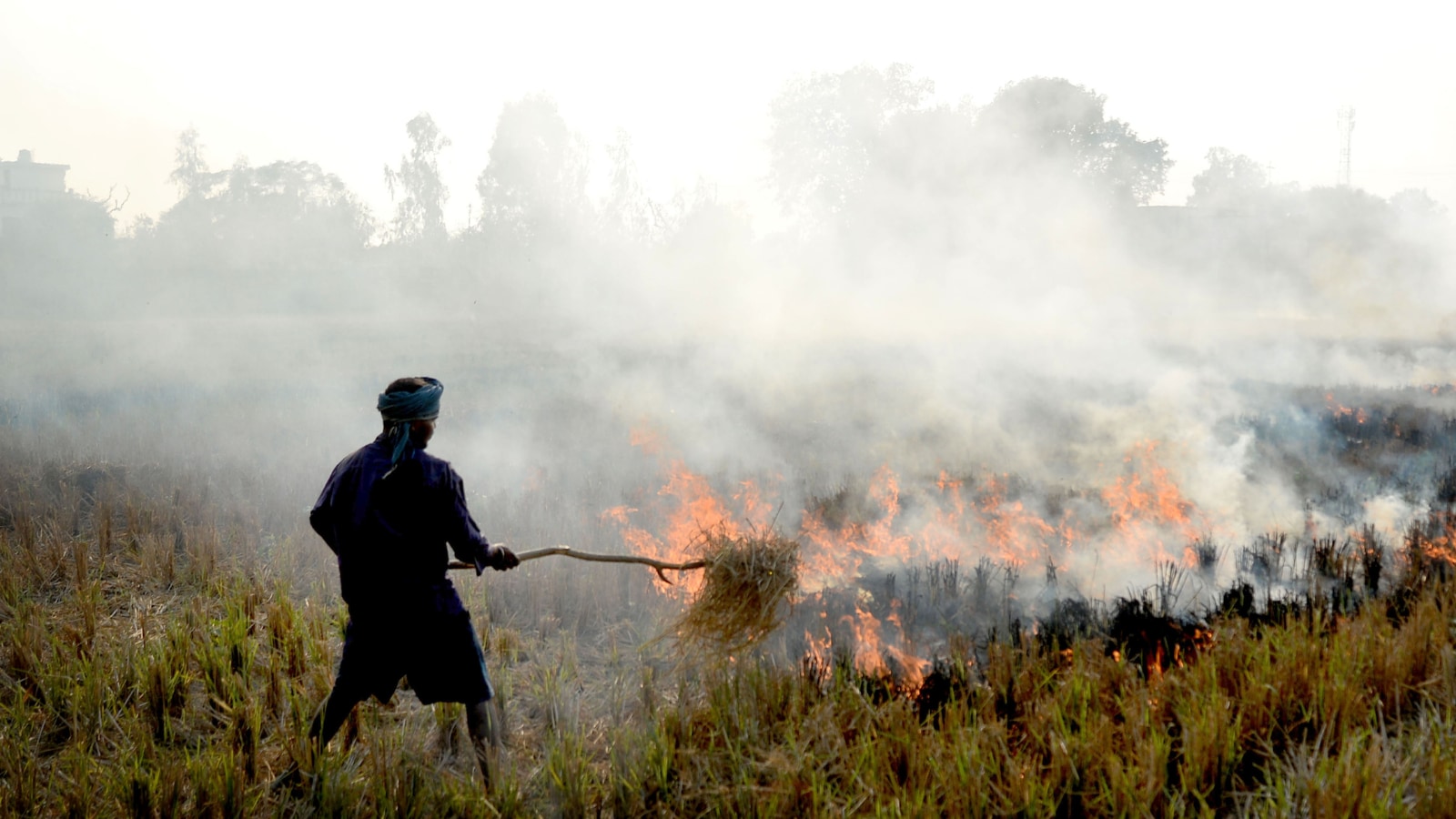 ‘Farmers clearing field as wheat sowing window narrowing’: Punjab sees 78% jump in farm fires in just 10 days