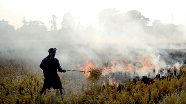 Punjab paddy burning