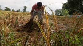 Punjab farmers (File)