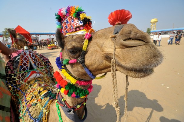 A decked up camel in Pushkar. (Express Photo by Rohit Jain Paras)