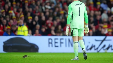 Rat infestation World Cup qualifier