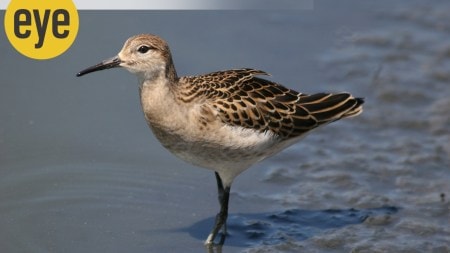 birds