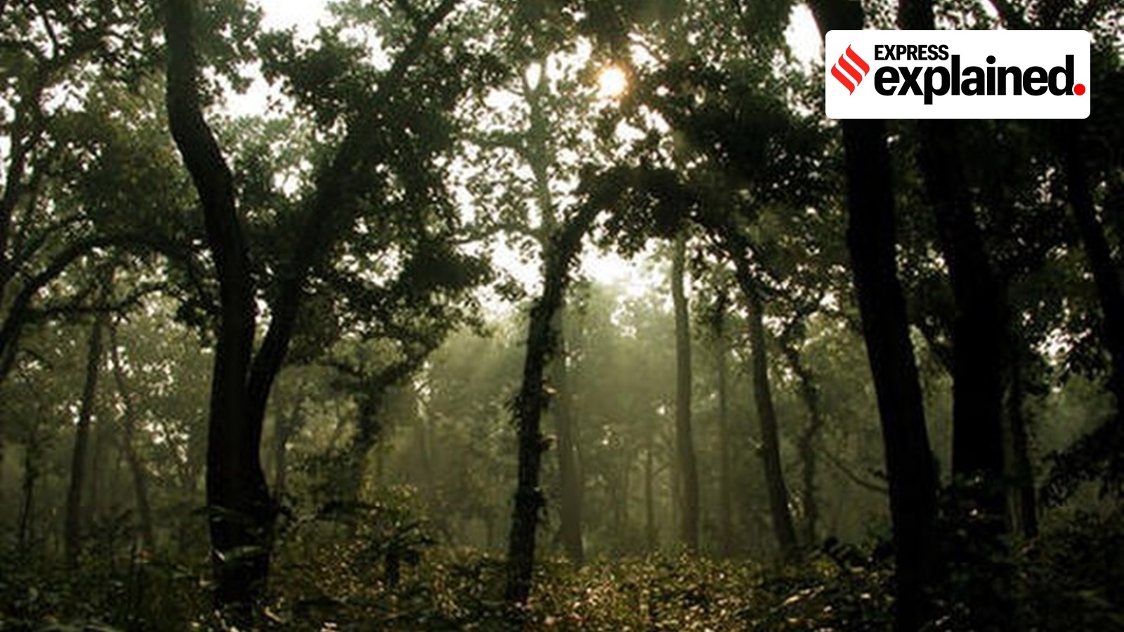 Explained: Saranda’s forests and the case for a ‘sanctuary’ before Supreme Court