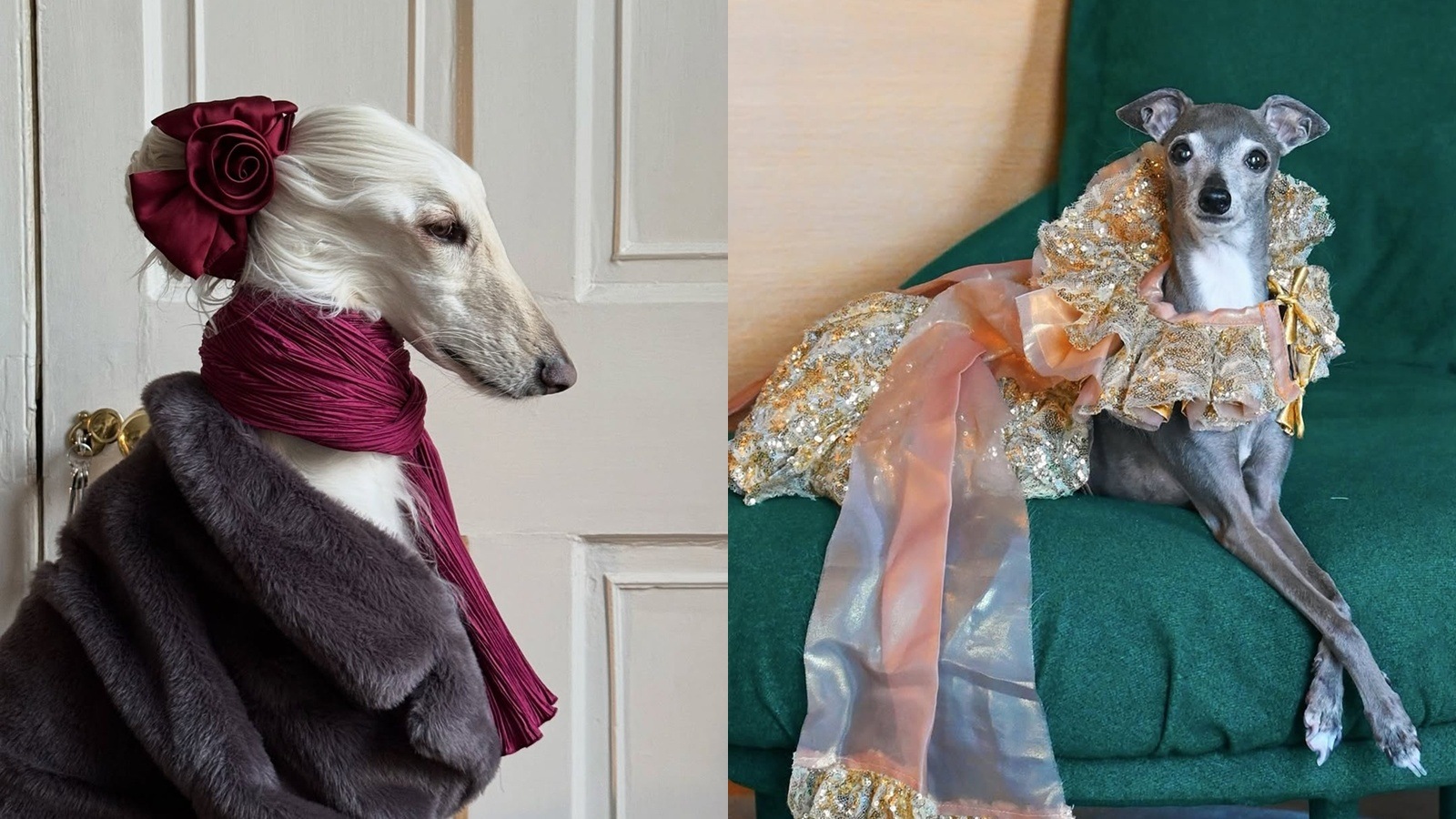 Samantha vs Tika: Who’s the most fashionable dog on the internet right now?