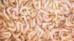 andhra pradesh, shrimp export, indian express,