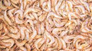 andhra pradesh, shrimp export, indian express,