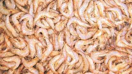 andhra pradesh, shrimp export, indian express,