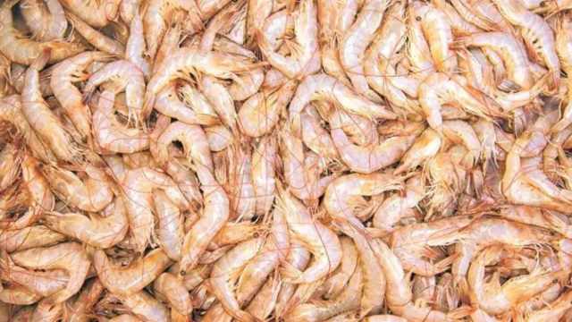 andhra pradesh, shrimp export, indian express,