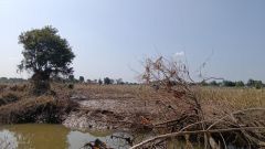 India restored 21.76 million hectares of land between 2011 and 2020, says report