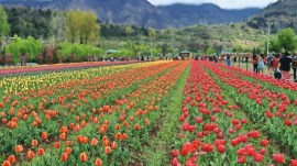 SRINAGAR New Delhi Municipal corporation, NDMC, Tulip Growth-cum-Storage Chamber, Lodi Gardens, delhi tulip fever, tulip fever, editorial, Indian express, opinion news, current affairs