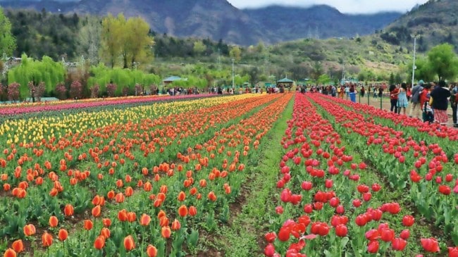 New Delhi Municipal corporation, NDMC, Tulip Growth-cum-Storage Chamber, Lodi Gardens, delhi tulip fever, tulip fever, editorial, Indian express, opinion news, current affairs