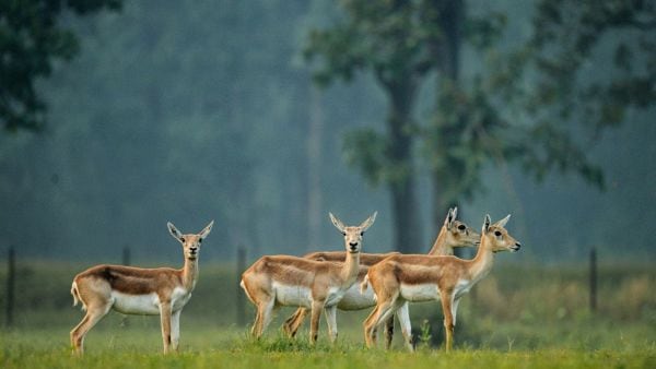blackbuck