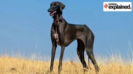 Mudhol Hound