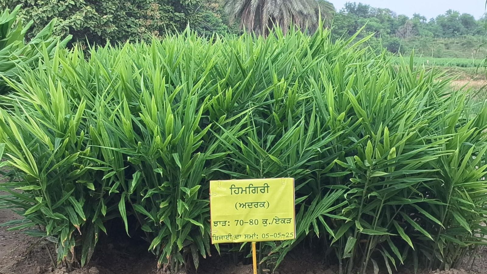 In hope for Punjab’s Kandi belt farmers: PAU develops ginger cultivation model after 7 yrs of research