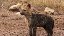 An 11-year-old female hyena was found dead in her burrow at Delhi Zoo, with the cause yet to be determined.