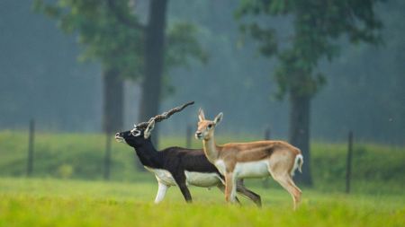 As part of the 2021–2026 revival plan, the Chhattisgarh State Wildlife Board translocated 77 blackbucks – 50 from the National Zoological Park in New Delhi and 27 from the Kanan Pendari Zoological Garden, Bilaspur. (Express photo)