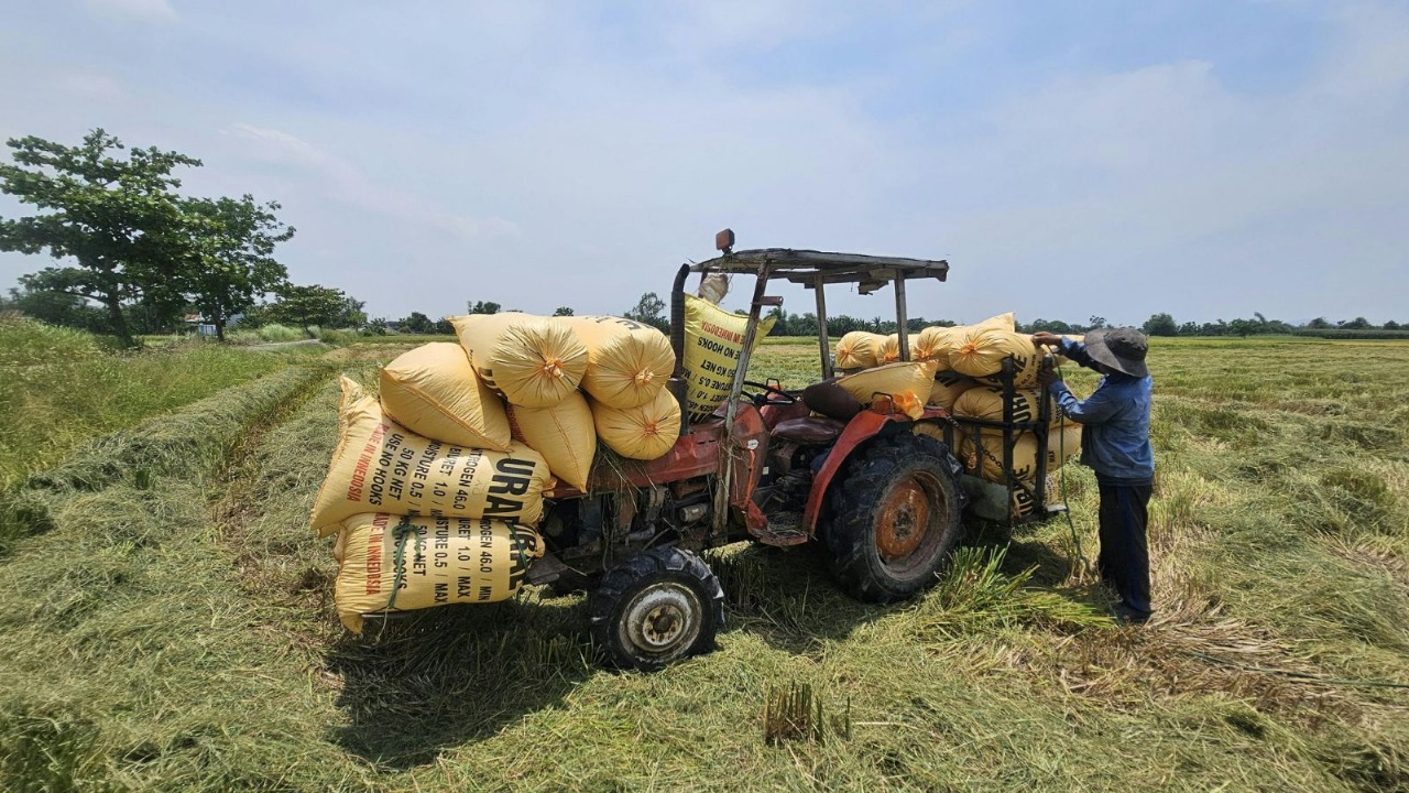 Last year, wheat MSP was fixed at Rs 2,425 per quintal for 2025-26 marketing year. Wheat is the main rabi (winter) crop, with sowing beginning from late October, while harvesting from March onwards.(iCredit: stock)