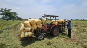 Last year, wheat MSP was fixed at Rs 2,425 per quintal for 2025-26 marketing year. Wheat is the main rabi (winter) crop, with sowing beginning from late October, while harvesting from March onwards.(iCredit: stock)