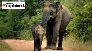 The latest NAIEE estimated that there were 22,446 wild elephants in India. (Express Archive)