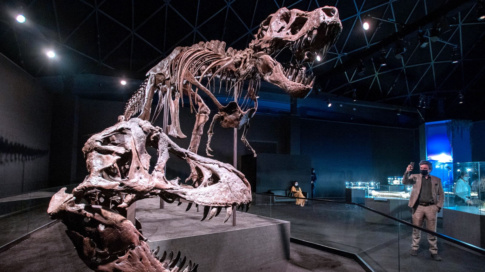Near complete T-Rex skeleton, Blue whale specimen: Abu Dhabi Natural History Museum to open on Nov 22