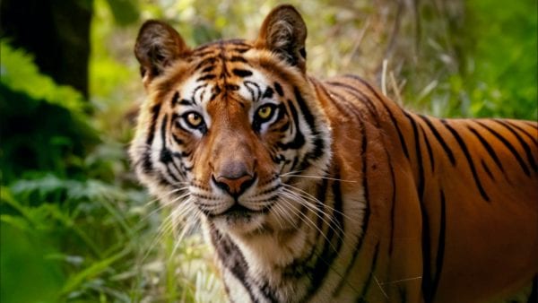 These laws aim to protect wildlife and prevent illegal animal trade.