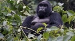 Wildlife populations are collapsing, with the Living Planet Report 2024 showing a 73% decline in vertebrates since 1970.