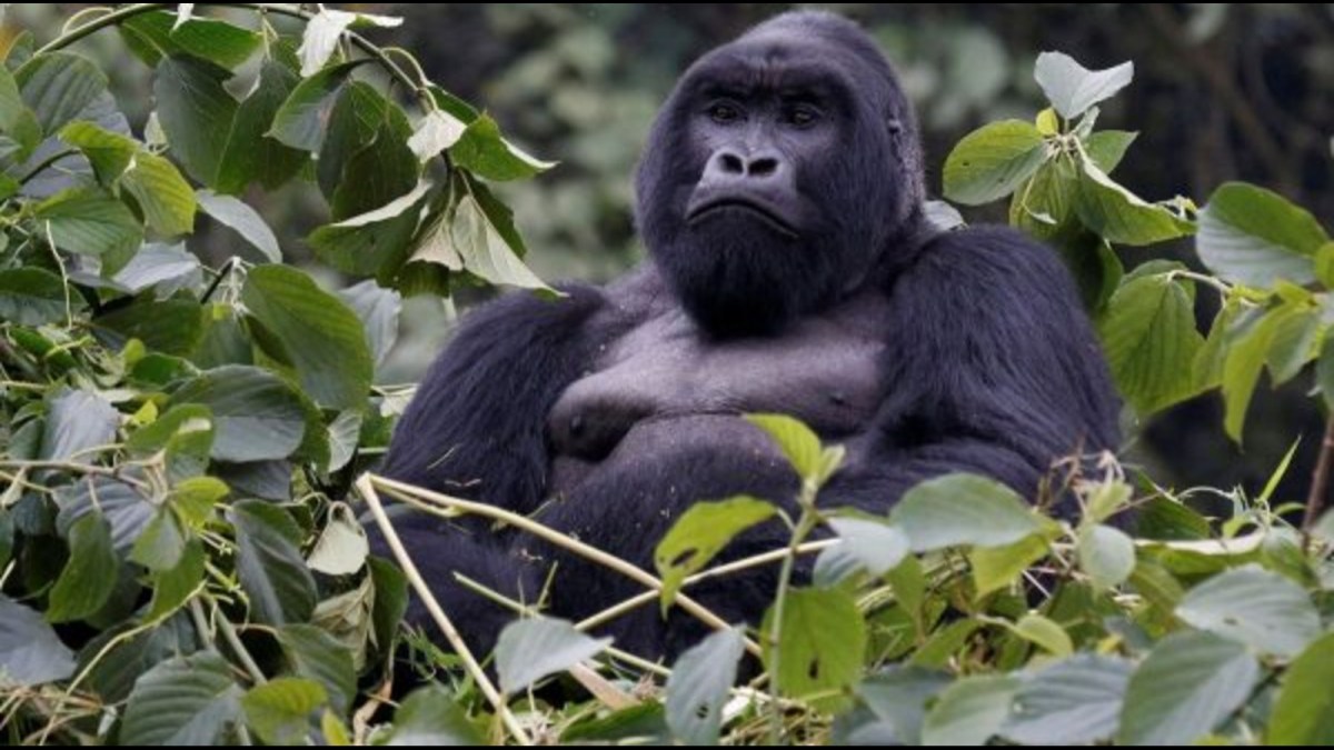 The Most Endangered Species In The World And How You Can 10 Endangered