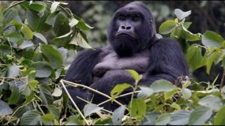 Wildlife populations are collapsing, with the Living Planet Report 2024 showing a 73% decline in vertebrates since 1970.