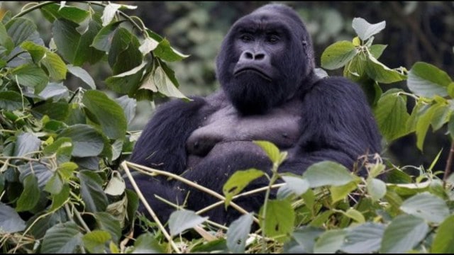 Wildlife populations are collapsing, with the Living Planet Report 2024 showing a 73% decline in vertebrates since 1970.